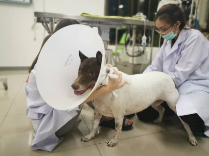 กอลลั่ม  มีปัญหาปัสสาวะลำบากหรือนานกว่าปกติเป็นนิ่ว